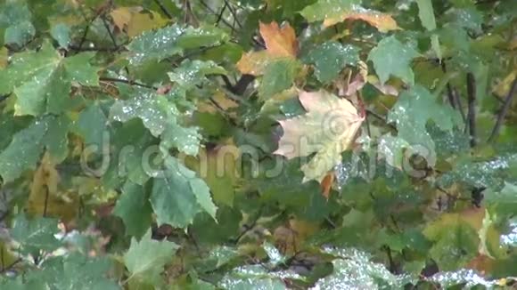 秋天第一场雪落在枫叶上视频的预览图