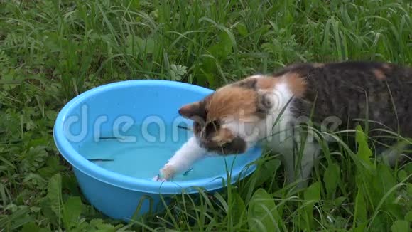 饥饿的猫用水从蓝色塑料碗里抓鱼视频的预览图