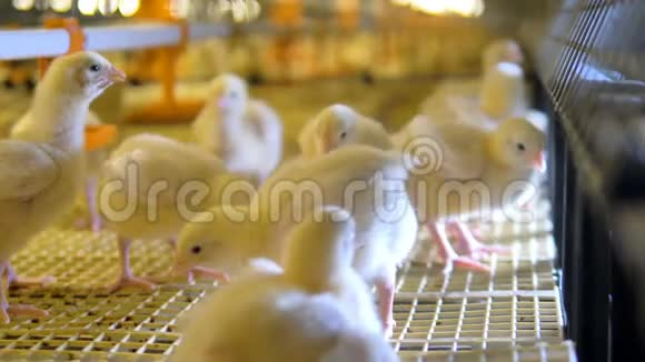 家禽中可爱的婴儿鸡4K视频的预览图