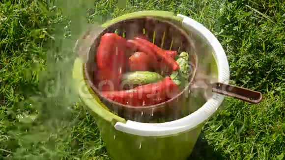 各种蔬菜在桶里浇水视频的预览图