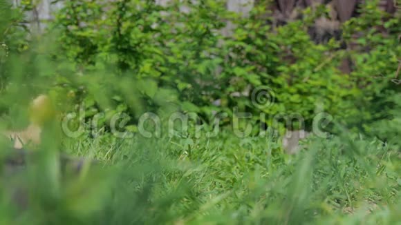 小鸭穿过草地喝着水玩着吃着草地阳光明媚的日子晒着太阳嘎嘎叫着鲜嫩多汁视频的预览图