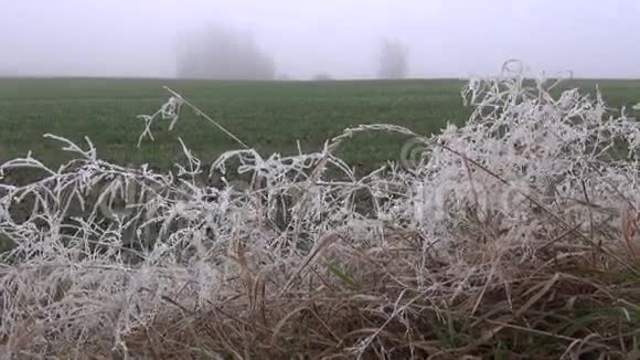 初霜初雾的秋景视频的预览图