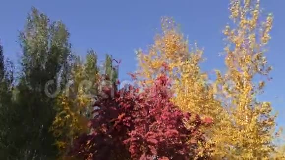 南乌拉尔的秋风视频的预览图