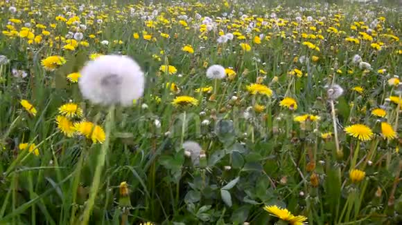 风和日丽的草地上盛开的蒲公英视频的预览图
