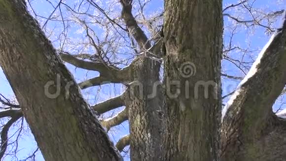 老橡木树干和冬霜视频的预览图