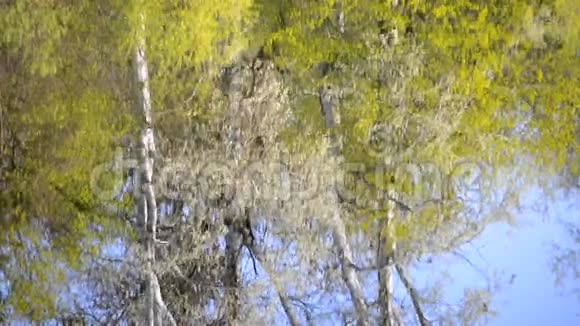 春天在湖水中倒映着树木视频的预览图