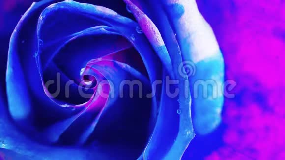 一朵美丽的玫瑰在展开油漆的顶部特写视频的预览图