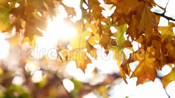 秋天的树叶视频的预览图