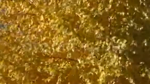 南乌拉尔的秋风视频的预览图