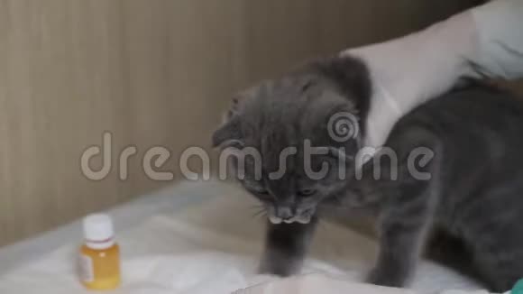 在兽医诊所治疗一只小猫视频的预览图