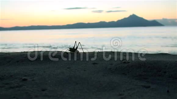 日出时海边有一只蚱蜢视频的预览图