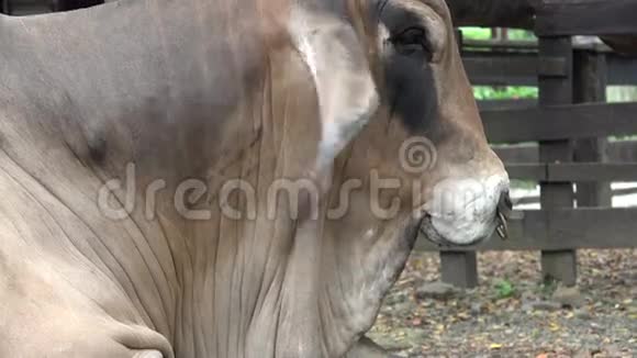 泽布牛牛公牛农场动物视频的预览图