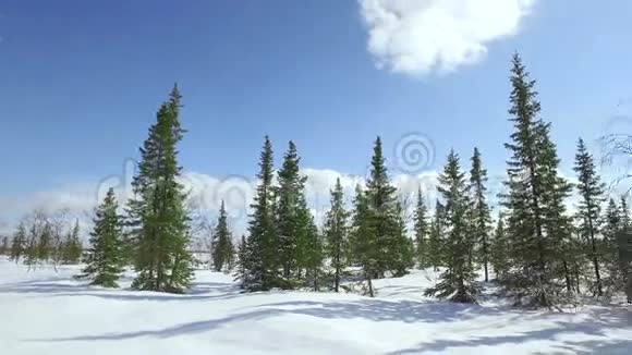在阳光明媚的冬日低空飞越雪林视频的预览图