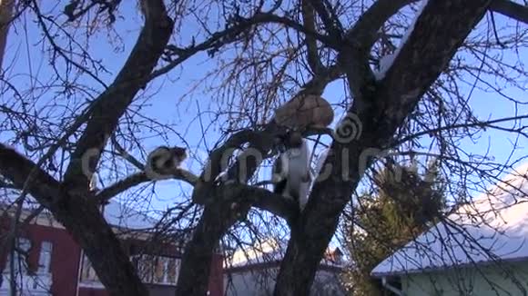家猫组冬季苹果树视频的预览图