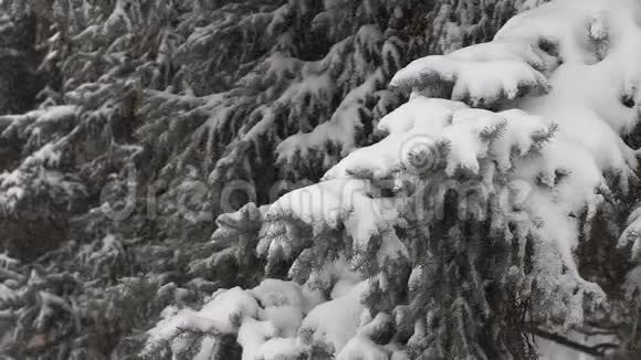 大雪纷飞雪覆盖松树枝视频的预览图