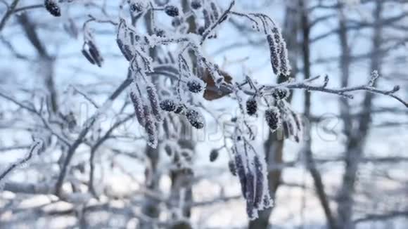 冰冻的树枝林登树在雪地上的蓝天冬日自然景观视频的预览图