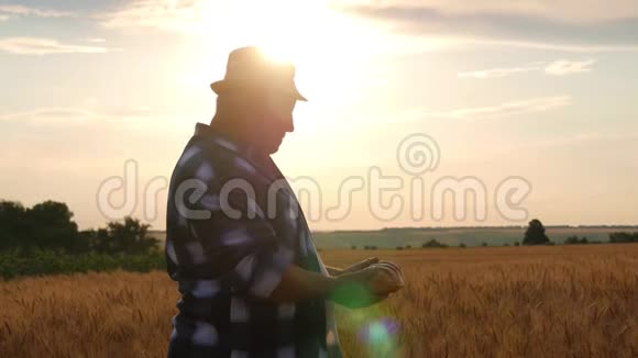 小麦领域的成功农民成年男性展示一种由小麦面包制成的产品收获时间视频的预览图