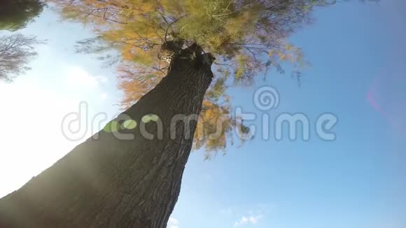 大自然和风中的树视频的预览图