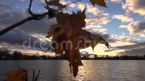 秋天的黄昏湖景有枫叶视频的预览图