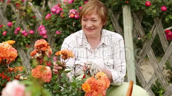 成熟的女园丁照顾灌木玫瑰视频的预览图