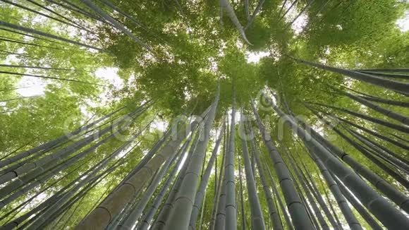 镰仓竹林惊人的广角景观视频的预览图