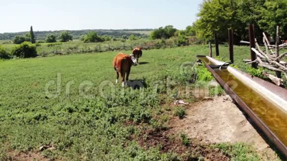 在村庄的夏日草地上放牧奶牛视频的预览图