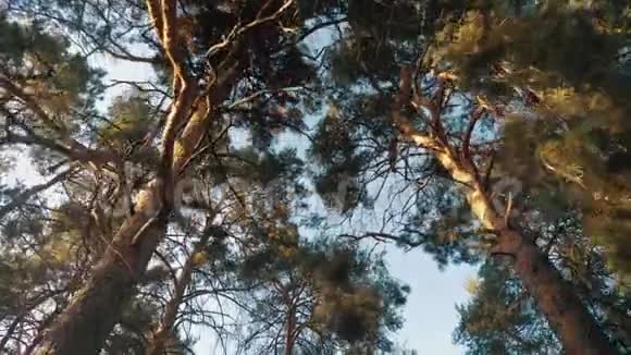 奇妙的景观阳光在树林间的松树上视频的预览图