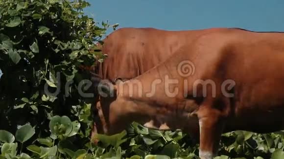 巴厘岛班腾奶牛吃草视频的预览图