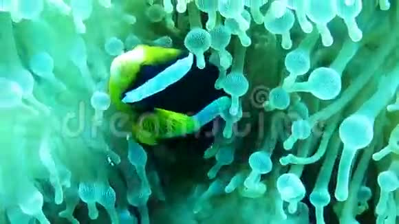 马尔代夫海葵中的两带小丑鱼视频的预览图