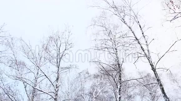 在寒冷的冬天高大的树木覆盖着雪有杉树的圣诞背景视频的预览图