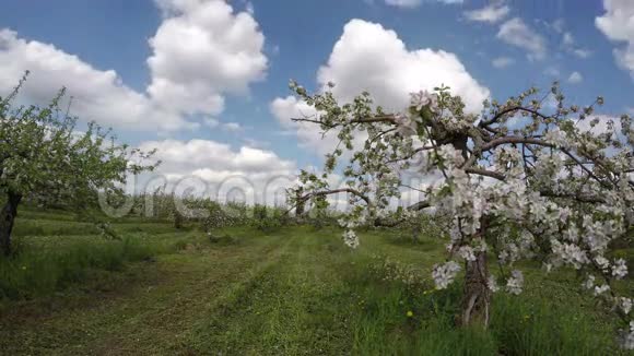 开花苹果树工业果园园延时4K视频的预览图