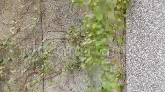 墙上的一根藤萝有些悬着的藤萝随风飘荡视频的预览图