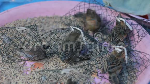 麻雀放在小笼子里在泰国市场出售视频的预览图