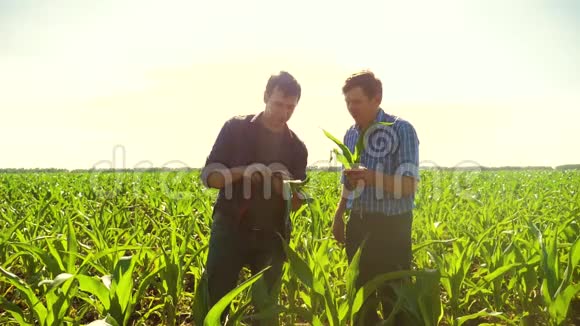 玉米两个农民研究智能手机通过他的领域走向相机慢速视频玉米地农业视频的预览图