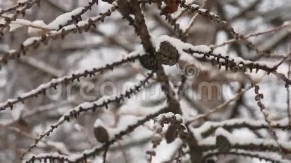 干枝树松果冬季自然雪景视频的预览图