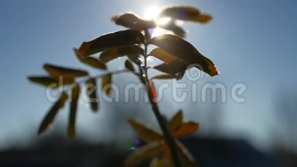 一棵树的幼枝在风中摇曳剪影阳光照耀着春天的早晨视频的预览图