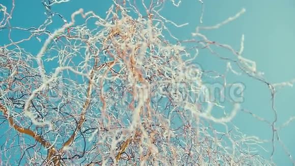 结霜的树枝紧贴着阳光明媚视频的预览图