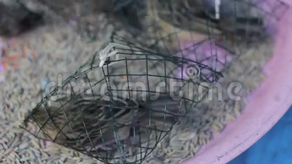 麻雀放在小笼子里在泰国市场出售视频的预览图