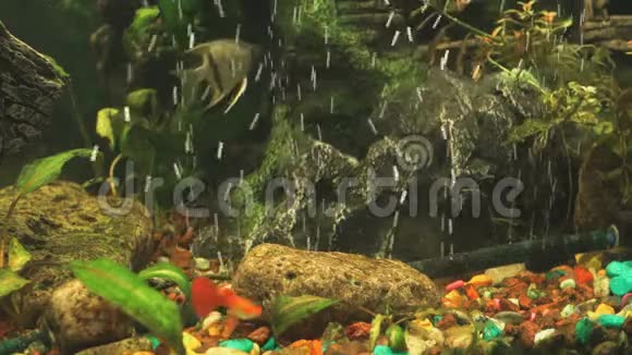 小鱼进入水族馆特写镜头视频的预览图