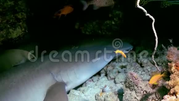 鲨鱼正睡在泻湖海洋的礁石上视频的预览图