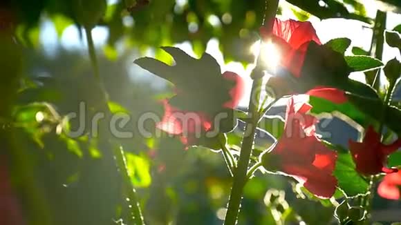 绿色背景下的花红黎明自然晨曦慢动作视频视频的预览图
