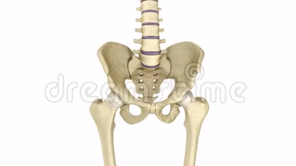 人体骨骼骨盆和骶骨医学上精确视频的预览图