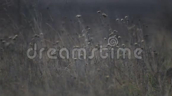 黎明时分一片片野花盛开视频的预览图