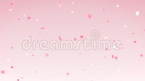 落在粉红色背景上的樱花瓣环纹视频的预览图