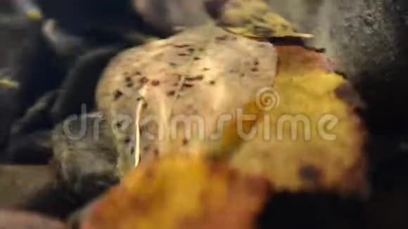 美丽的秋叶卡在冰冷的河水里视频的预览图