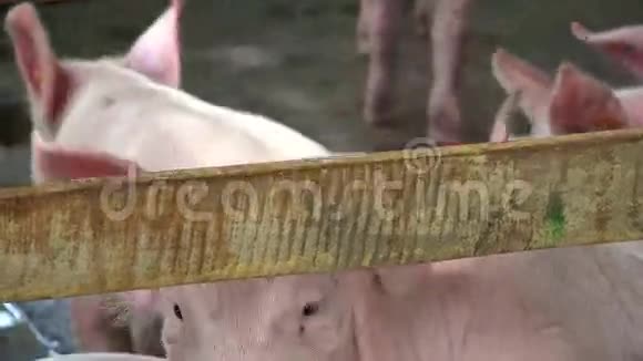养猪场的猪视频的预览图