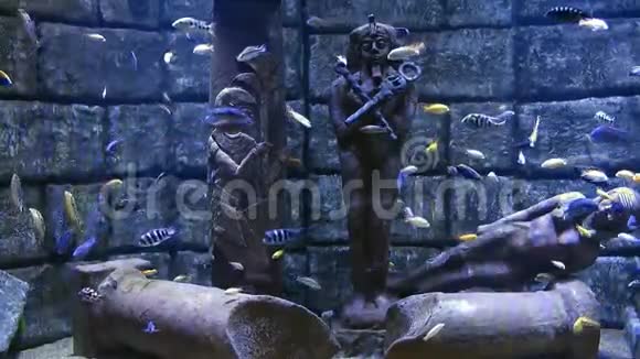 水族馆的蓝色冒险鱼视频的预览图