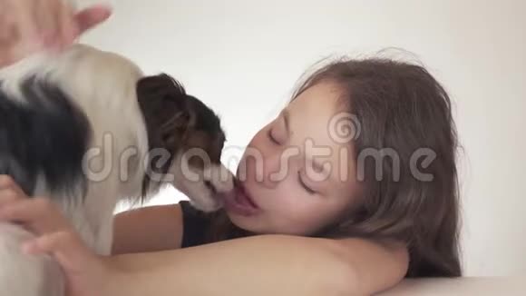美丽的少女和狗大陆玩具SpanielPapillon亲吻和愚弄白色背景股票视频的预览图