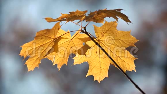 秋天把枫树的叶子合上视频的预览图