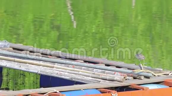 一只灰色的小鹭正在码头上的一条河上钓鱼视频的预览图